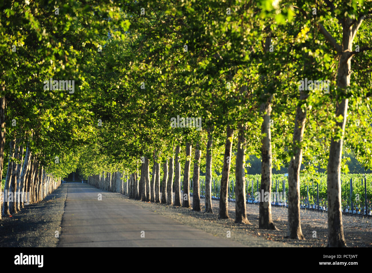 Einer kleinen, mit Bäumen gesäumten Hinterstraße führt durch das Napa Valley Wine Country. Stockfoto