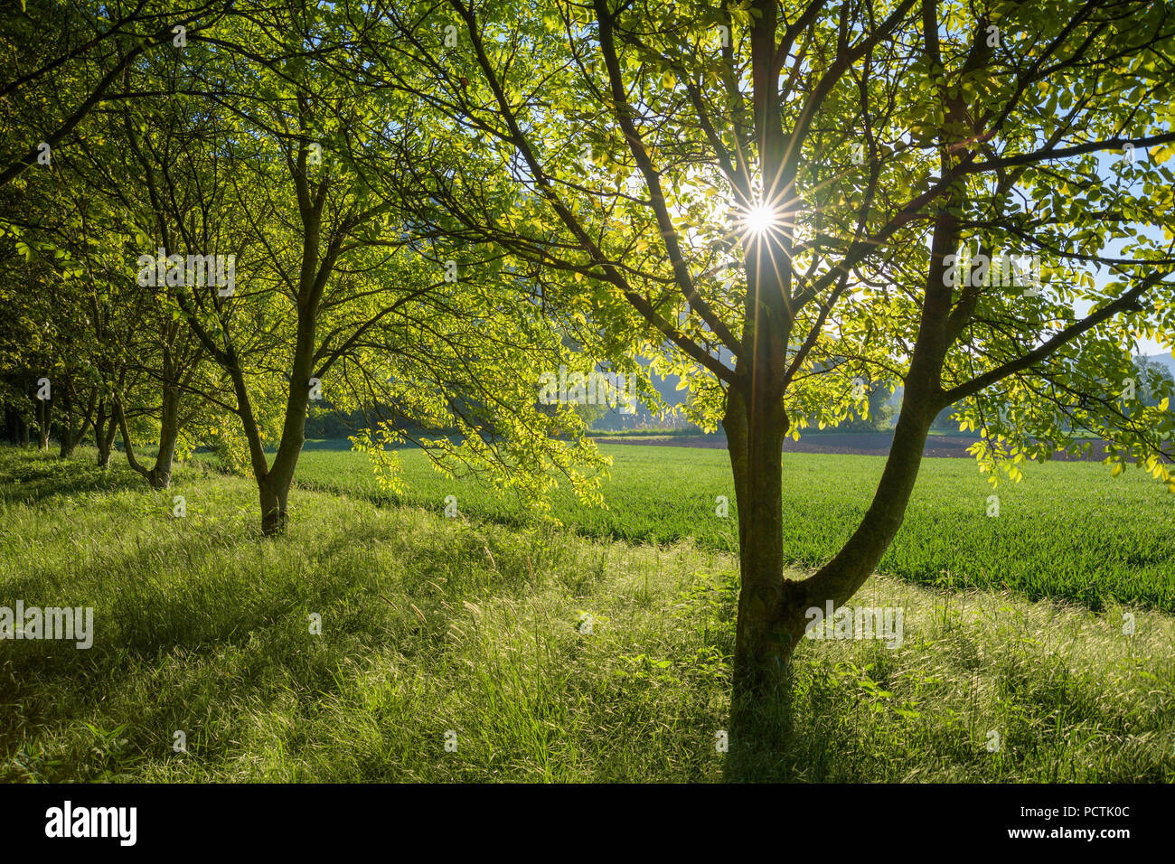 Nussbaum mit Sonne im Frühling, Kleinheubach, Miltenberg, Main, Miltenberg, Spessart, Bayern, Deutschland Stockfoto