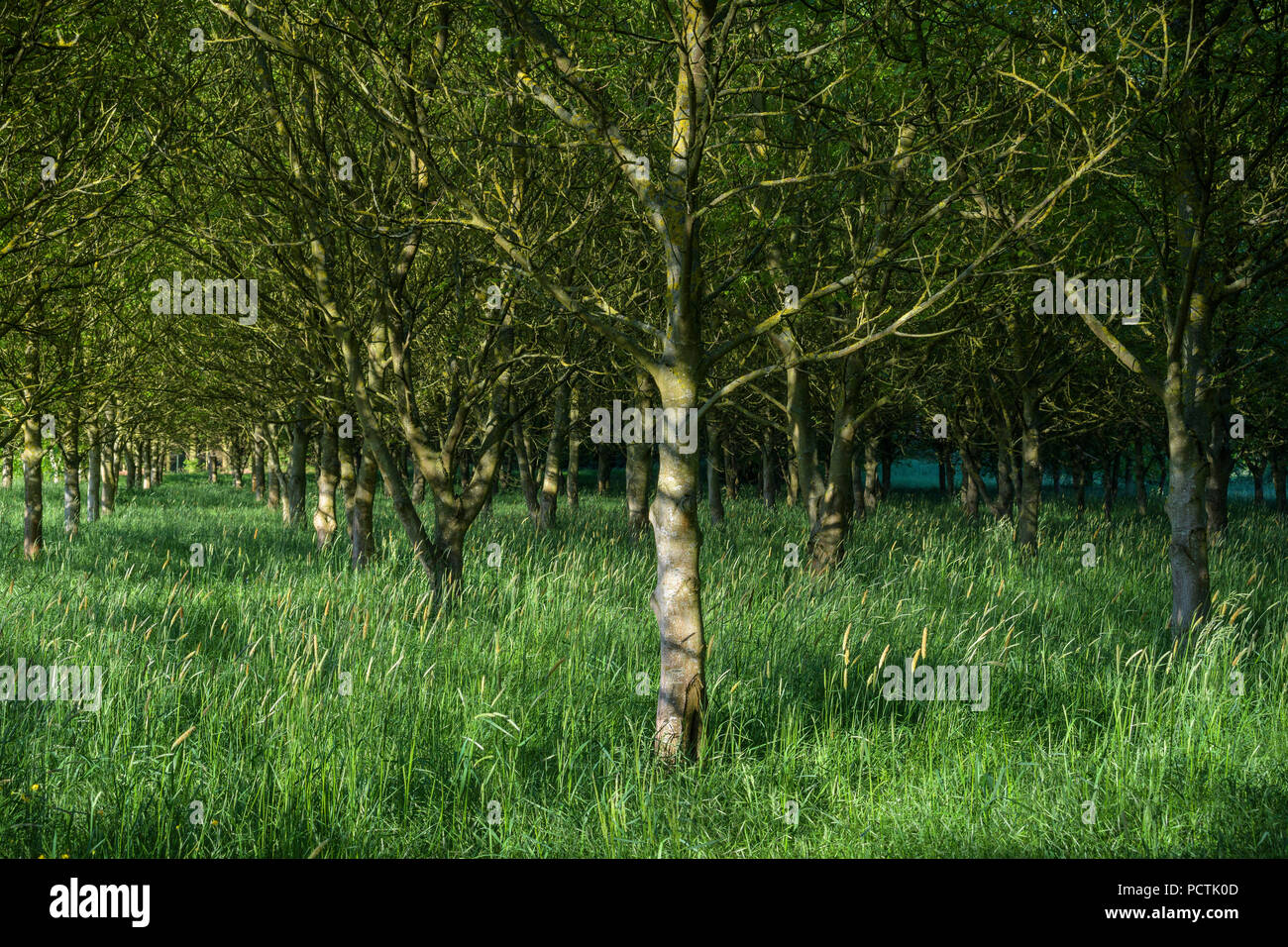 Walnut Tree Plantation im Frühjahr, Kleinheubach, Miltenberg, Main, Miltenberg, Spessart, Bayern, Deutschland Stockfoto