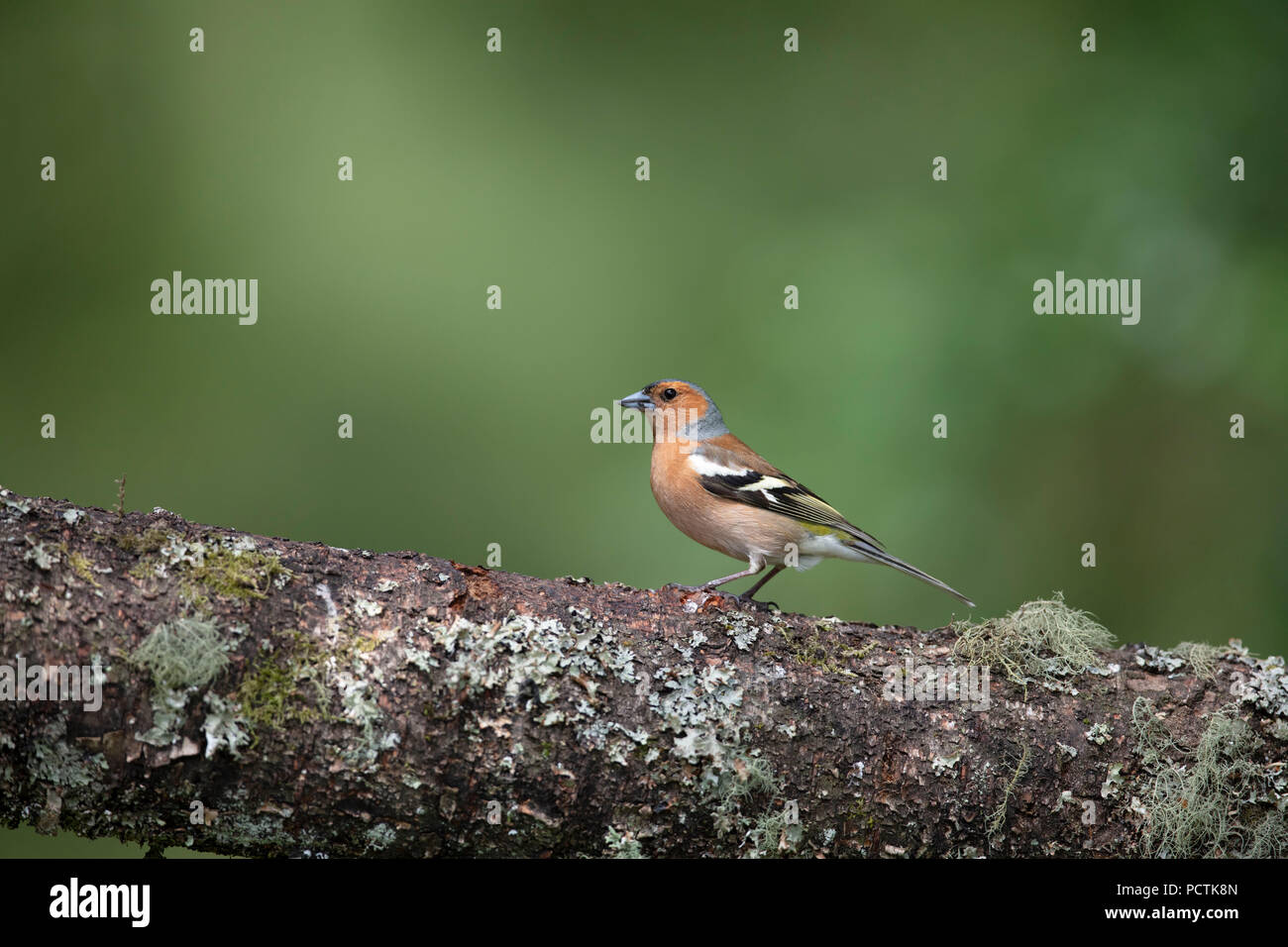 Männchen Buchfink auf einem Zweig in Schottland Stockfoto