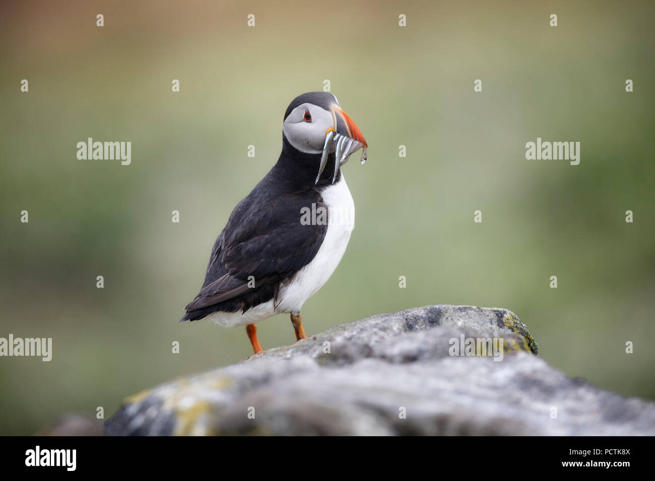 Sehr niedliches Papageitaucher aus Insel kann Schottland Stockfoto