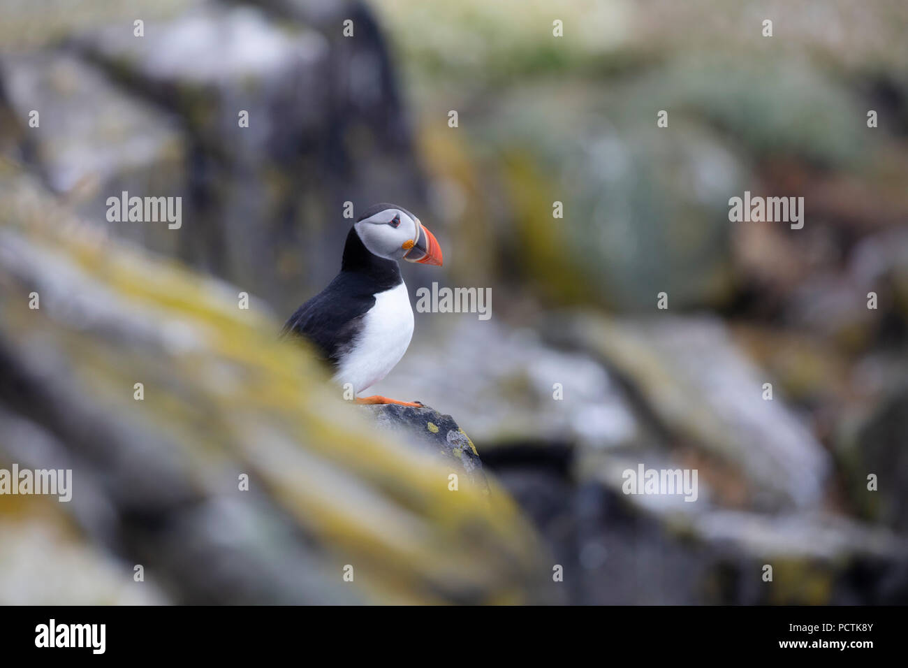 Sehr niedliches Papageitaucher aus Insel kann Schottland Stockfoto