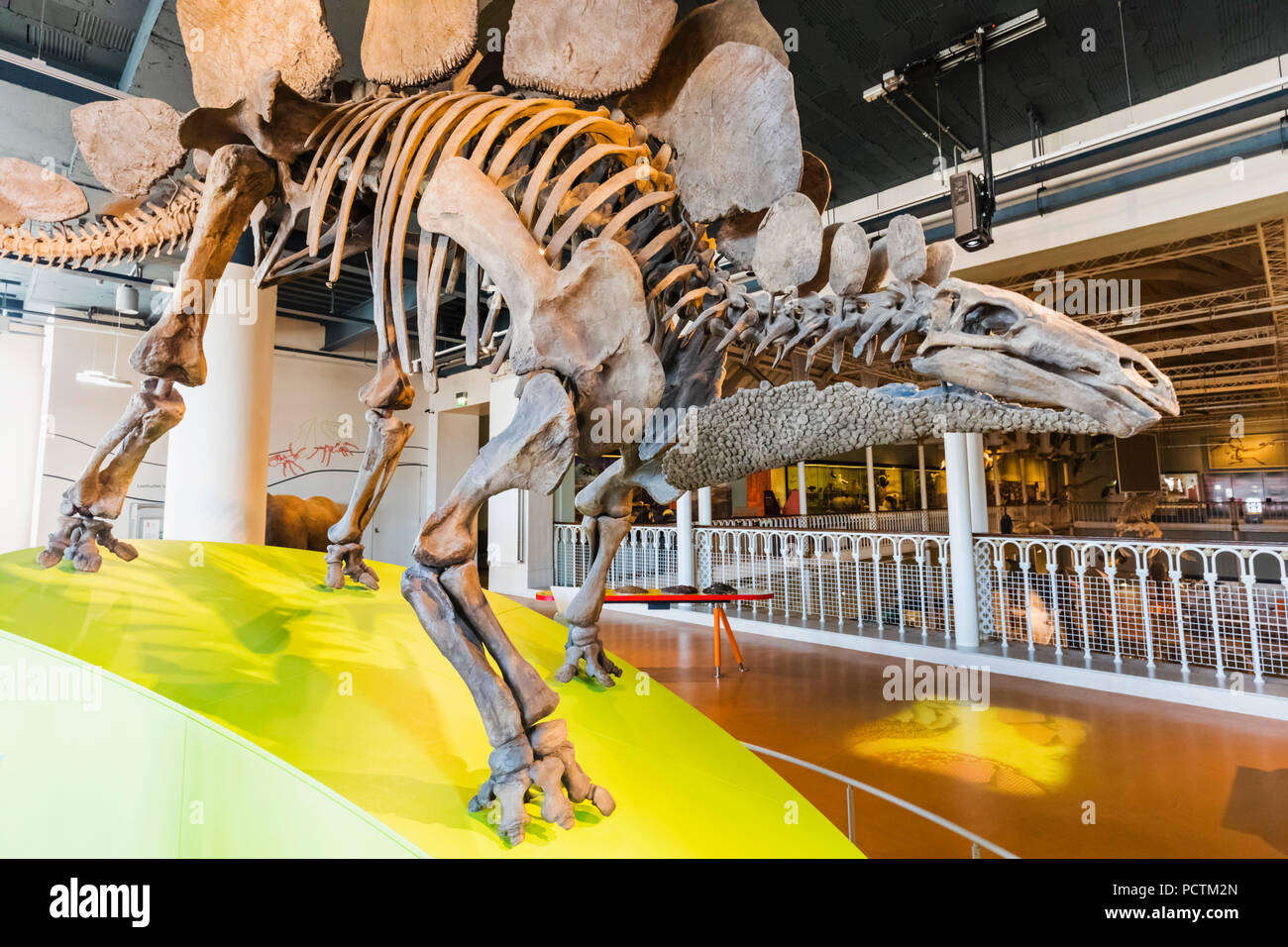 Großbritannien, Schottland, Edinburgh, das National Museum of Scotland, Ausstellung der Stegosaurus Dinosaurier Stockfoto