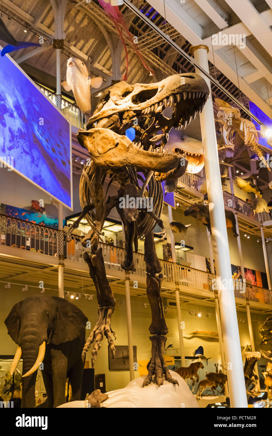 Großbritannien, Schottland, Edinburgh, das National Museum of Scotland, Ausstellung der Tyrannosaurus Dinosaurier Stockfoto