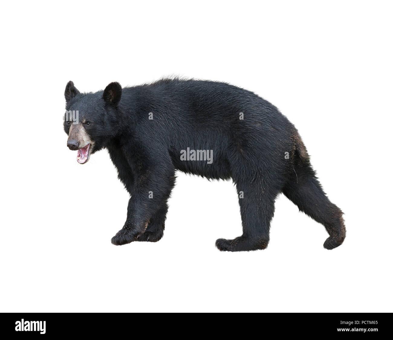 Junge amerikanische Black Bear isoliert auf weißem Hintergrund Stockfoto