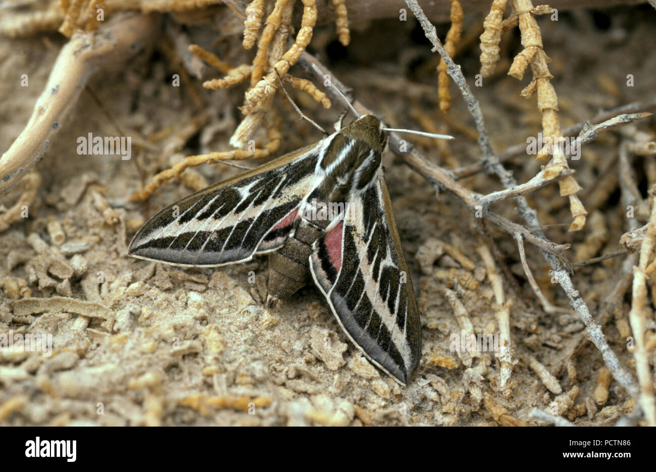 GRAPEVINE HAWK MOTH (HIPPOTION CELERIO) Stockfoto