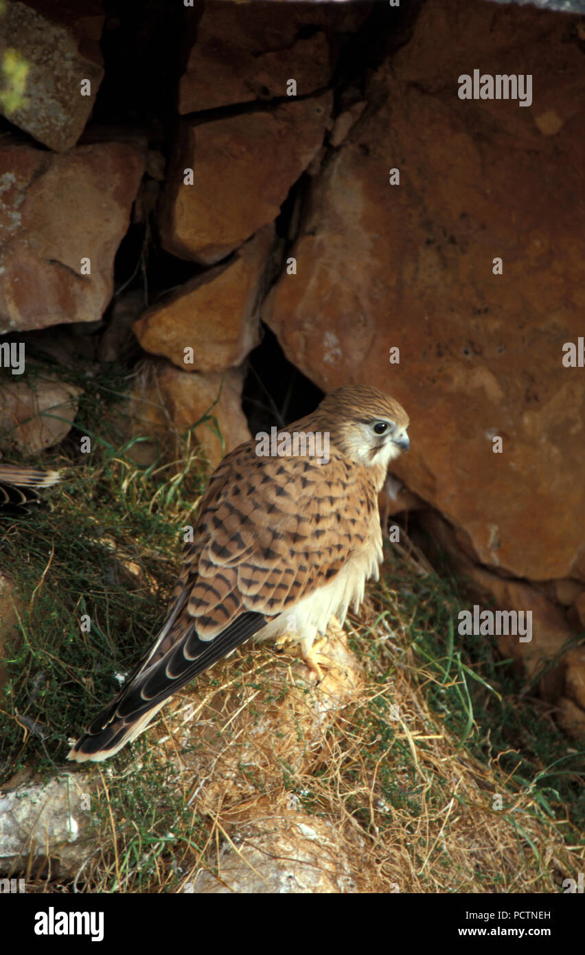 JUVENILE NANKEEN TURMFALKE (FALCO CENCHROIDES) thront auf Fels, NULLARBOR, WESTERN AUSTRALIA. Stockfoto