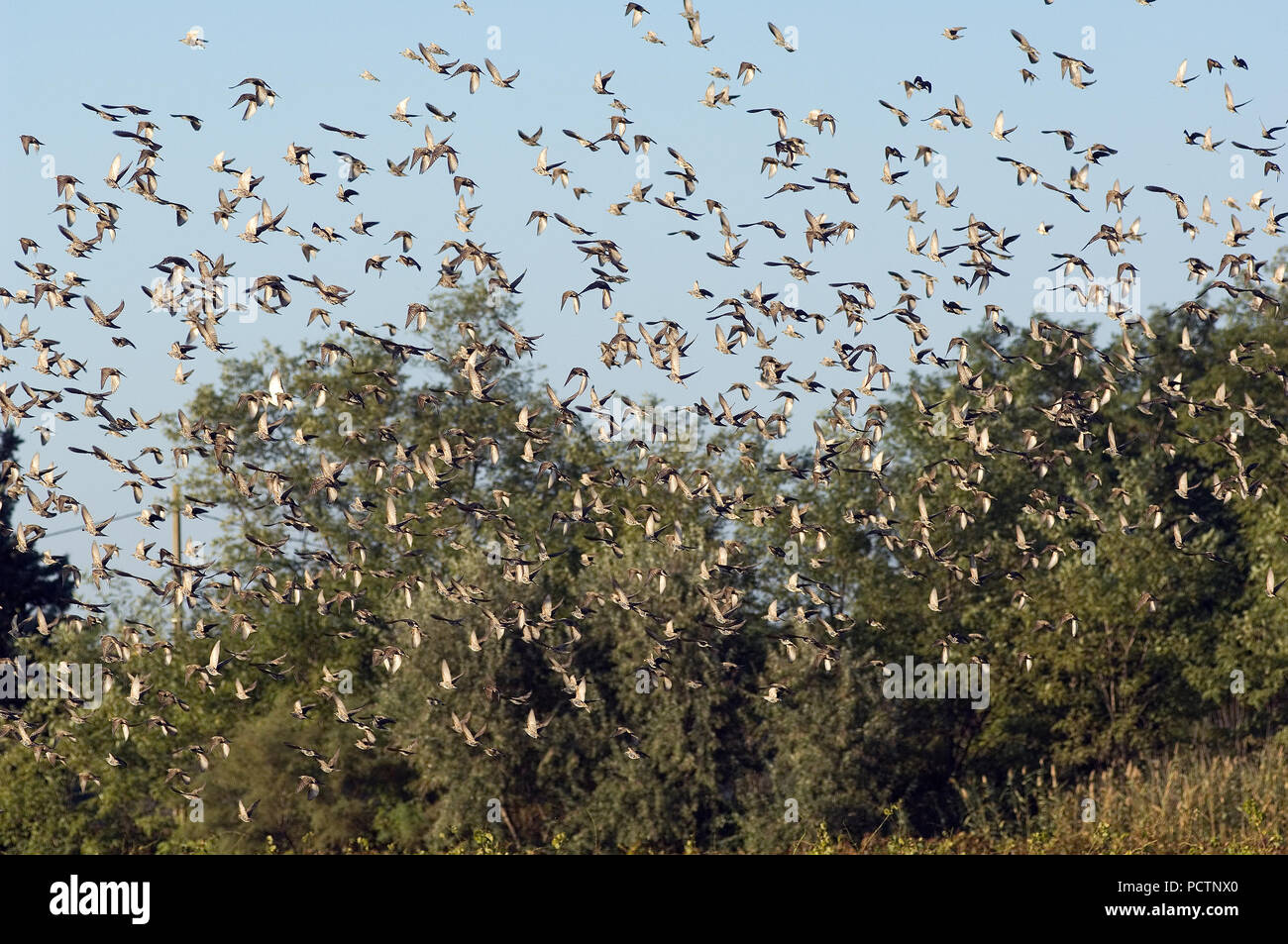 Starling - im Flug - Sturnus vulgaris Etourneau sansonnet-en vol. Stockfoto