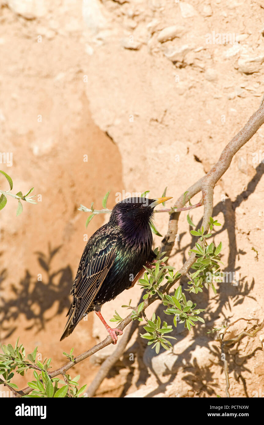 Starling, Sturnus vulgaris Etourneau sansonnet Stockfoto