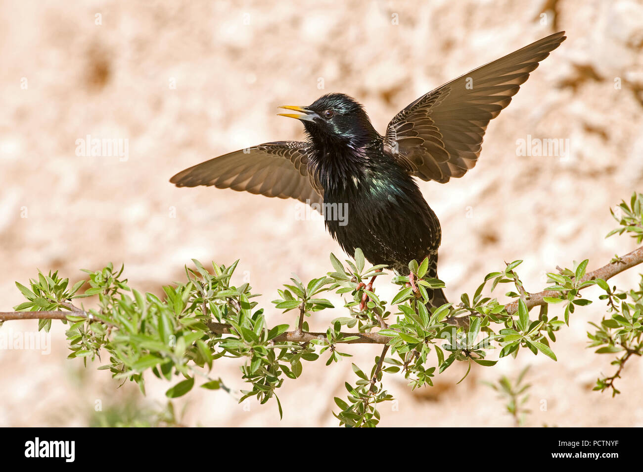 Starling, Sturnus vulgaris Etourneau sansonnet Stockfoto