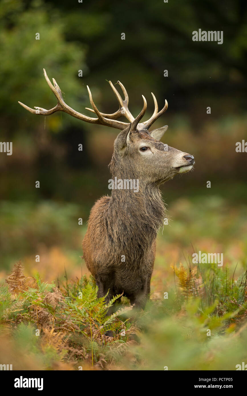 Red Deer; Cervus elaphus Single; Stag; Großbritannien Stockfoto