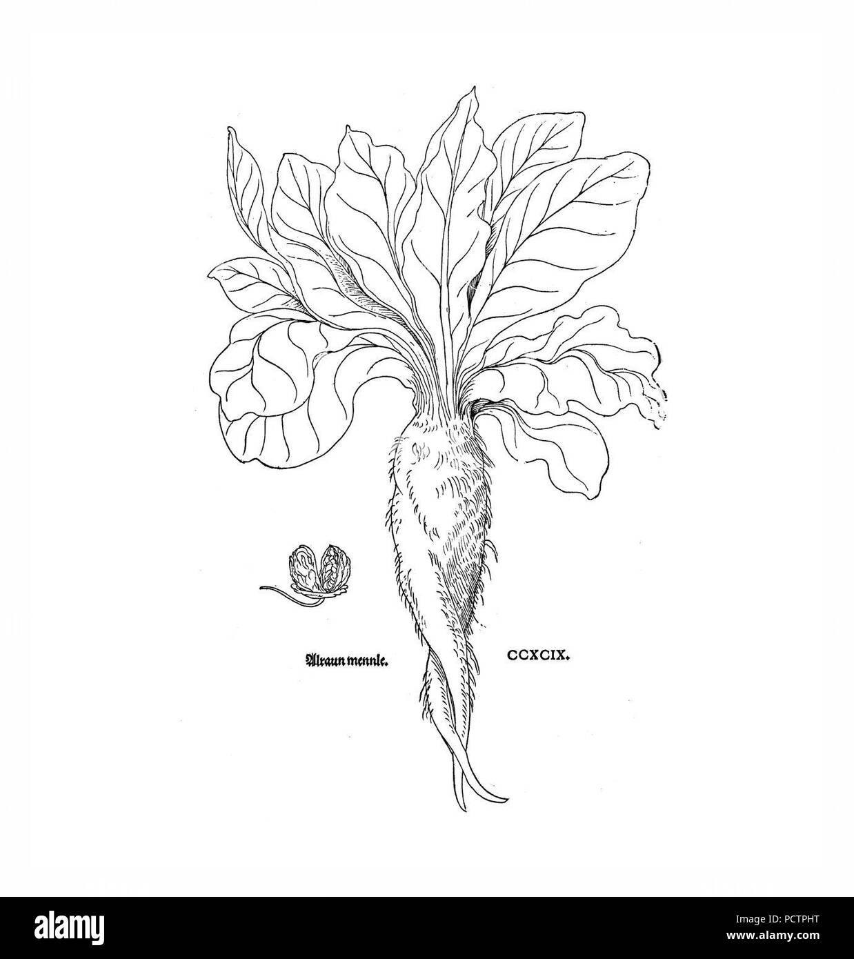 Alraun Fuchs 1543. Stockfoto