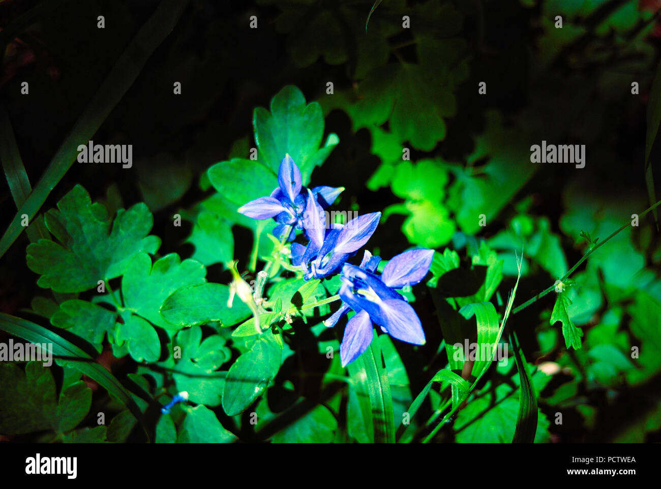 Blaue Blumen im grünen Sträuchern. Natur setzte sie in einem Scheinwerfer in den Wald. Nahaufnahme Makroaufnahme Stockfoto