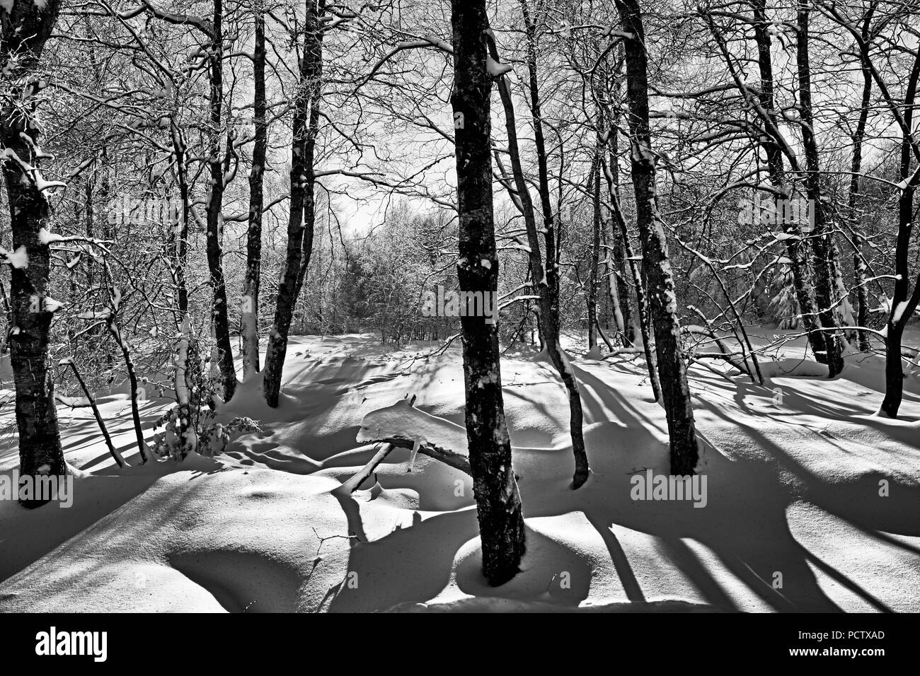 Schnee, Winter, Landschaft, rote Moor, Rhön, Hessen, Deutschland, Europa Stockfoto