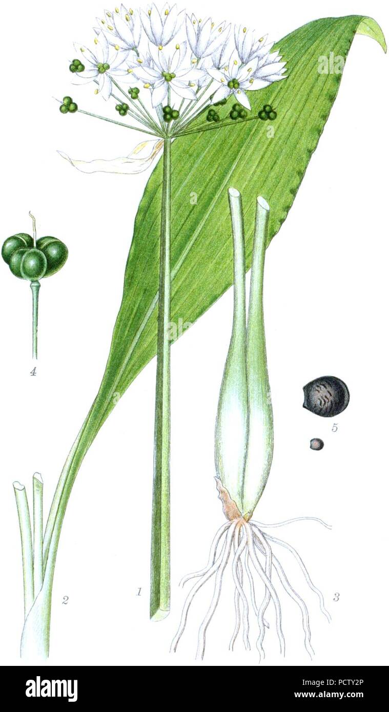 Allium ursinum - Billeder af Nordens Flora 2, PL. 387 sauber Keine - Beschreibung. Stockfoto