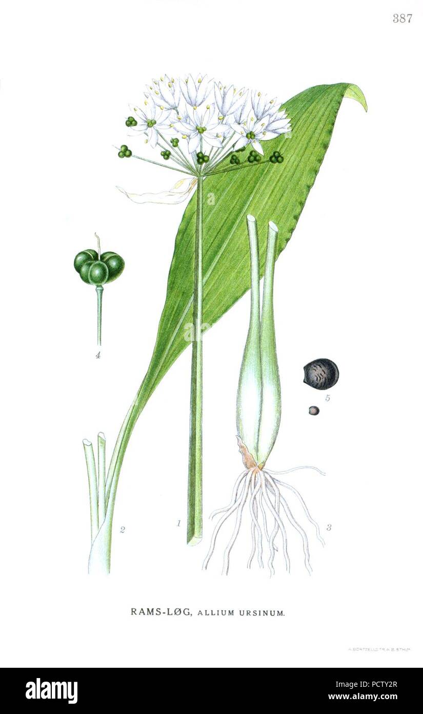 Allium ursinum - Billeder af Nordens Flora 2, PL. 387 sauber. Stockfoto