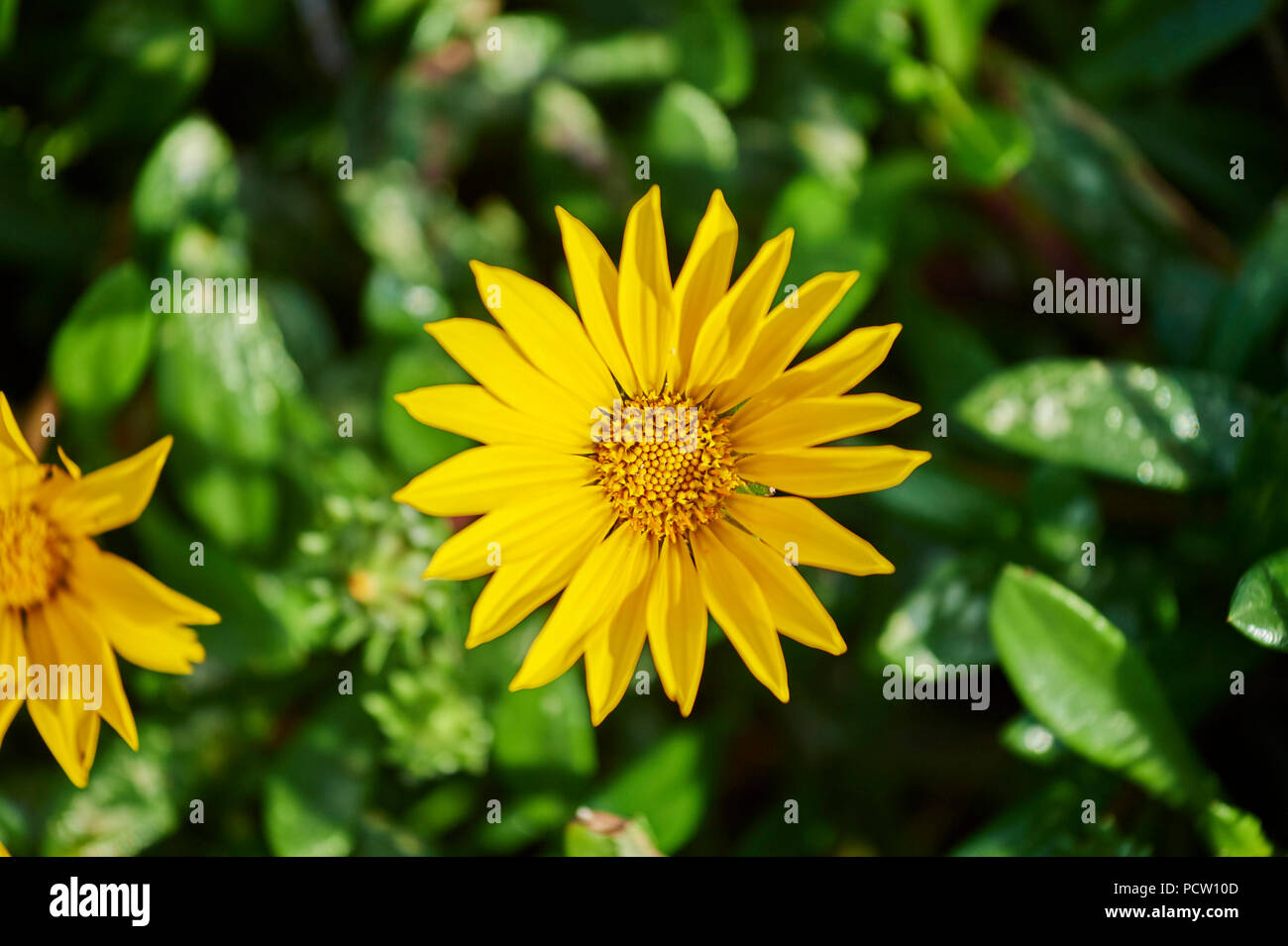 Gazania Blossom (Gazania lichtensteinii), Blüte, Frühling, Victoria, Australien, Ozeanien Stockfoto