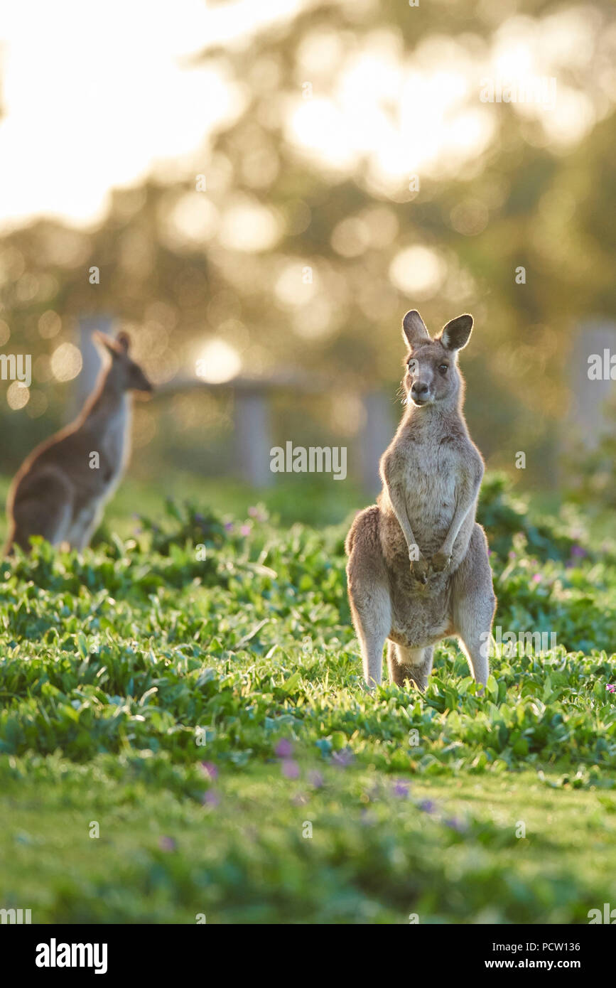 Eastern Grey Kangaroo (Macropus giganteus), Wiese, stehend, Victoria, Australien, Ozeanien Stockfoto