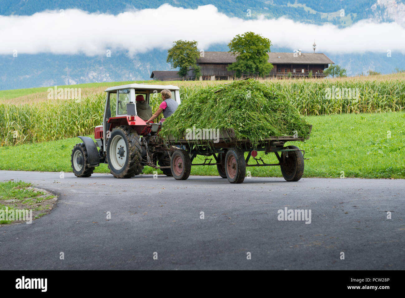 Österreich, Tirol, Alpbachtal, Traktor mit frisch gemähtem Gras. Stockfoto