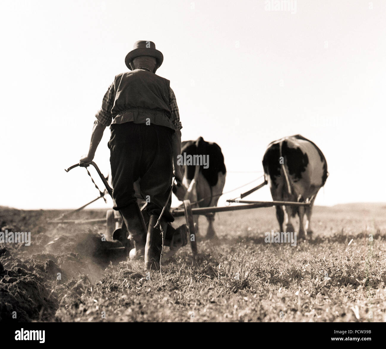 Landwirt pflügt das Feld mit Kuh oder Ochse - gezeichnete Karre - ein zeitgenössisches Dokument der historischen Landwirtschaft Stockfoto