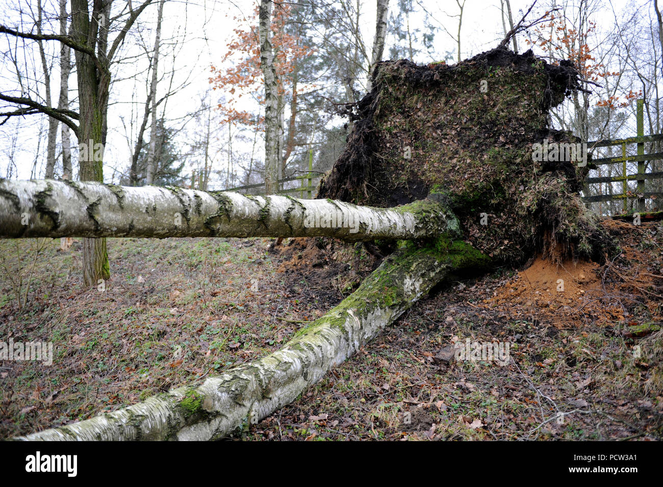 Sturm "Friederike" in Sachsen in Hurrikanstärke fegte Links umgestürzter Bäume und viele Schäden Stockfoto