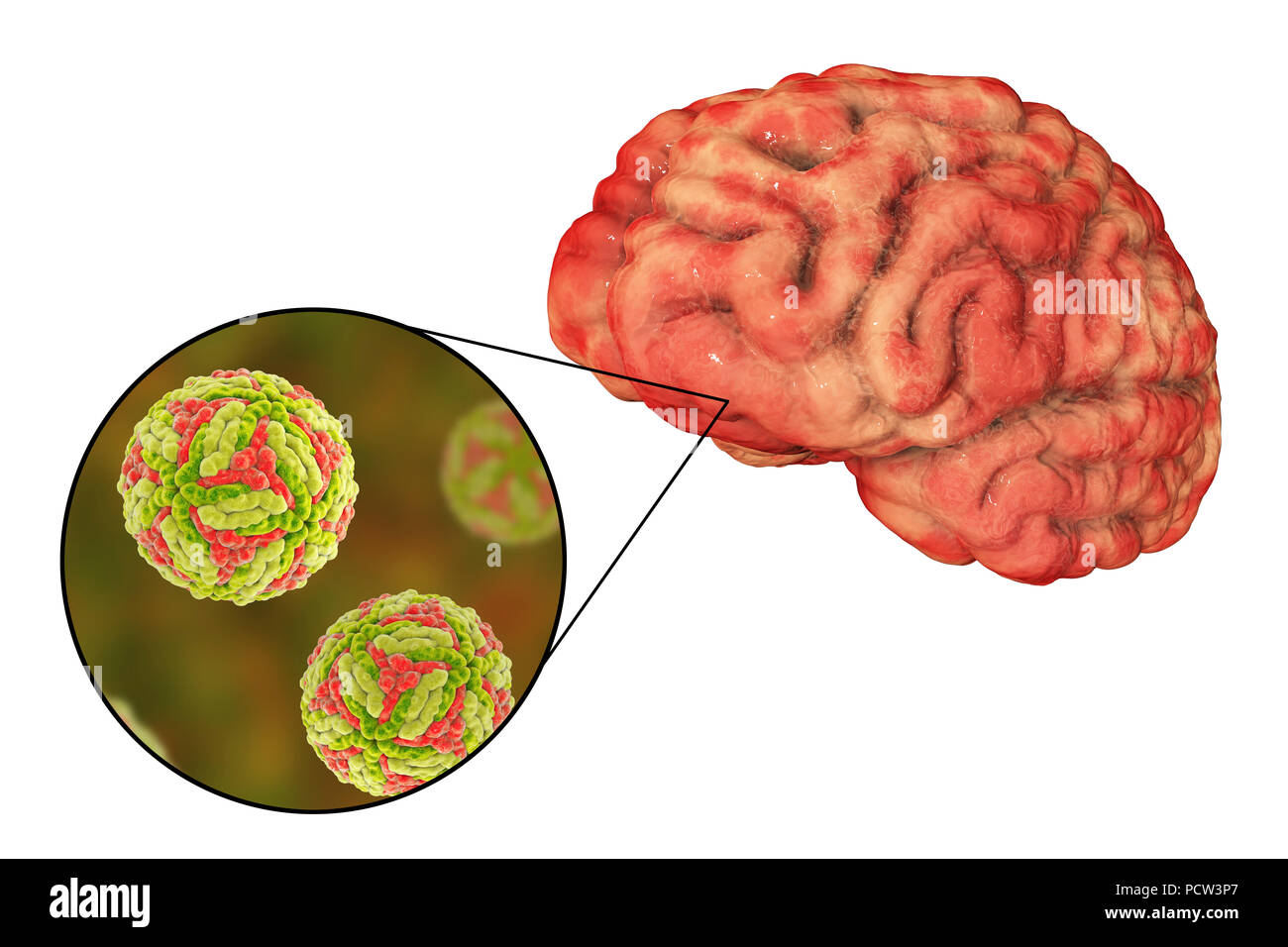 Familie der flaviviridae Fotos und Bildmaterial in hoher Auflösung