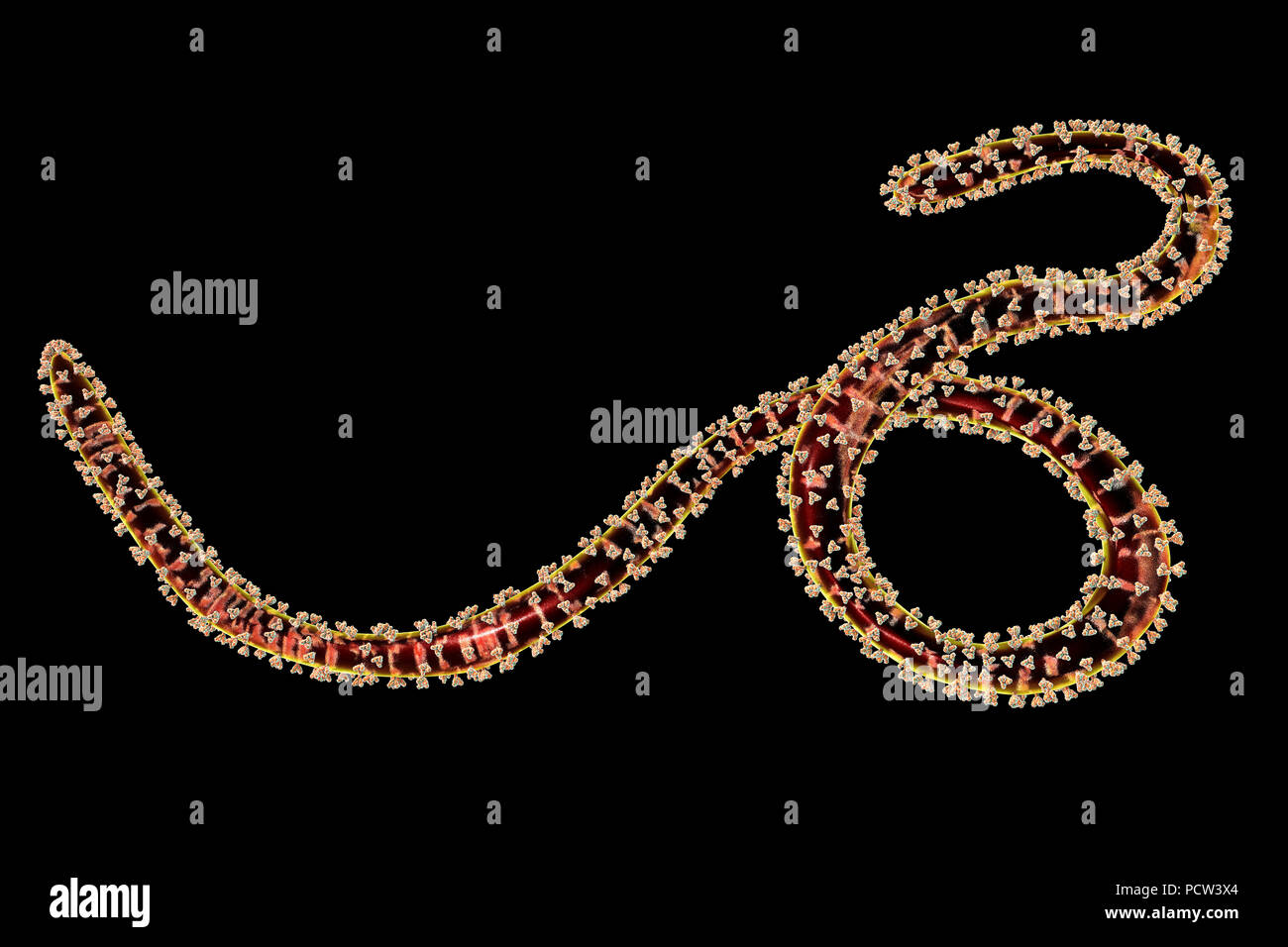 Ebola virus Partikel, computer Abbildung. Ebola Virus (EBOV) ist die Ursache der Krankheit Ebola Virus bei Menschen und Primaten. Es ist eine schwere und oft tödliche Krankheit mit Symptomen wie Fieber, Müdigkeit, Muskelschmerzen, Erbrechen, Durchfall und Blutungen (innere Blutungen). Es gibt keine Heilung für die Krankheit, aber drei Viertel der Patienten wiederhergestellt werden kann, wenn ausreichende medizinische Unterstützung. Hier, auf der Oberfläche des Virus gesehen, sind trimeric transmembrane Glykoproteine (lumpy), Eintrag des Virus in die Wirtszelle zu erleichtern. Stockfoto
