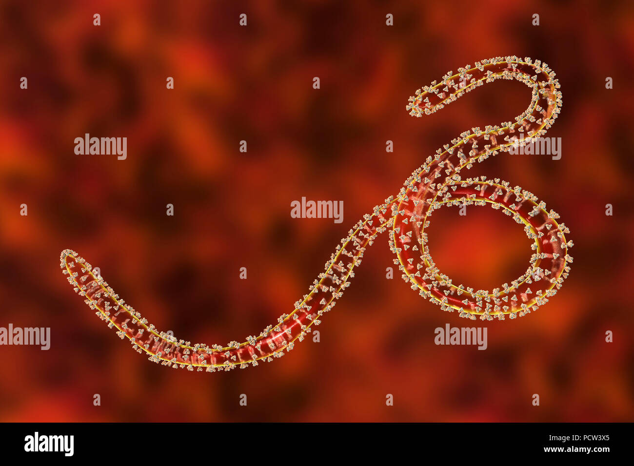Ebola virus Partikel, computer Abbildung. Ebola Virus (EBOV) ist die Ursache der Krankheit Ebola Virus bei Menschen und Primaten. Es ist eine schwere und oft tödliche Krankheit mit Symptomen wie Fieber, Müdigkeit, Muskelschmerzen, Erbrechen, Durchfall und Blutungen (innere Blutungen). Es gibt keine Heilung für die Krankheit, aber drei Viertel der Patienten wiederhergestellt werden kann, wenn ausreichende medizinische Unterstützung. Hier, auf der Oberfläche des Virus gesehen, sind trimeric transmembrane Glykoproteine (lumpy), Eintrag des Virus in die Wirtszelle zu erleichtern. Stockfoto