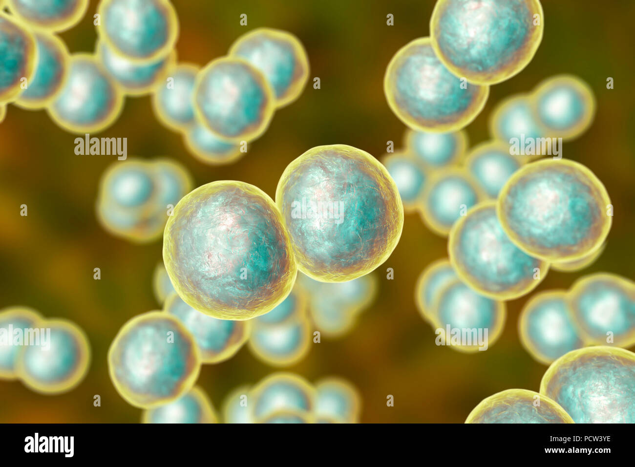 Moraxella (branhamella) catarrhalis Bakterien, computer Abbildung. Diese sind aerobe, Gram-negative Kokken (kugelförmige Bakterien), die häufig in den Schleimhäuten der Atemwege der Säugetiere einschließlich des Menschen gefunden werden. Bei immunsupprimierten Personen, oder opportunistisch, können Infektionen der Atemwege verursachen. Diese umfassen Sinusitis, eine Entzündung der Nasennebenhöhlen Membranen. Dies kann auch zu Otitis media führen, eine Infektion des Mittelohrs. Die Behandlung mit Antibiotika. Stockfoto