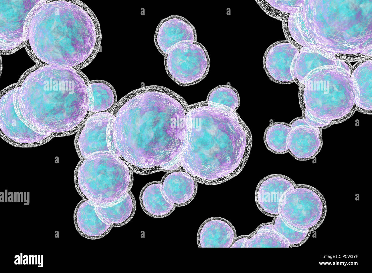 Moraxella (branhamella) catarrhalis Bakterien, computer Abbildung. Diese sind aerobe, Gram-negative Kokken (kugelförmige Bakterien), die häufig in den Schleimhäuten der Atemwege der Säugetiere einschließlich des Menschen gefunden werden. Bei immunsupprimierten Personen, oder opportunistisch, können Infektionen der Atemwege verursachen. Diese umfassen Sinusitis, eine Entzündung der Nasennebenhöhlen Membranen. Dies kann auch zu Otitis media führen, eine Infektion des Mittelohrs. Die Behandlung mit Antibiotika. Stockfoto