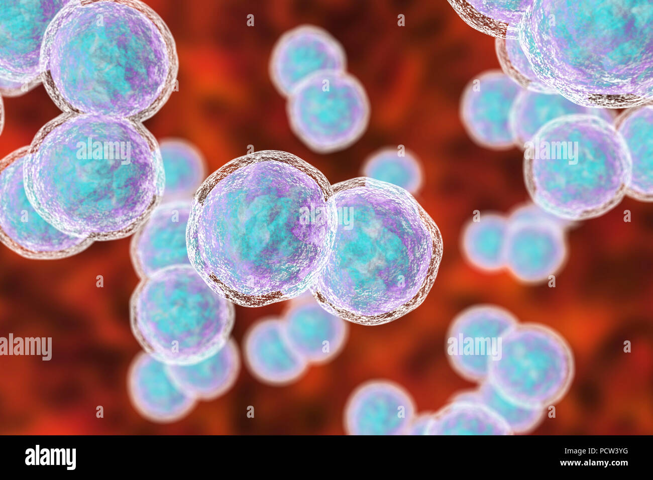 Moraxella (branhamella) catarrhalis Bakterien, computer Abbildung. Diese sind aerobe, Gram-negative Kokken (kugelförmige Bakterien), die häufig in den Schleimhäuten der Atemwege der Säugetiere einschließlich des Menschen gefunden werden. Bei immunsupprimierten Personen, oder opportunistisch, können Infektionen der Atemwege verursachen. Diese umfassen Sinusitis, eine Entzündung der Nasennebenhöhlen Membranen. Dies kann auch zu Otitis media führen, eine Infektion des Mittelohrs. Die Behandlung mit Antibiotika. Stockfoto