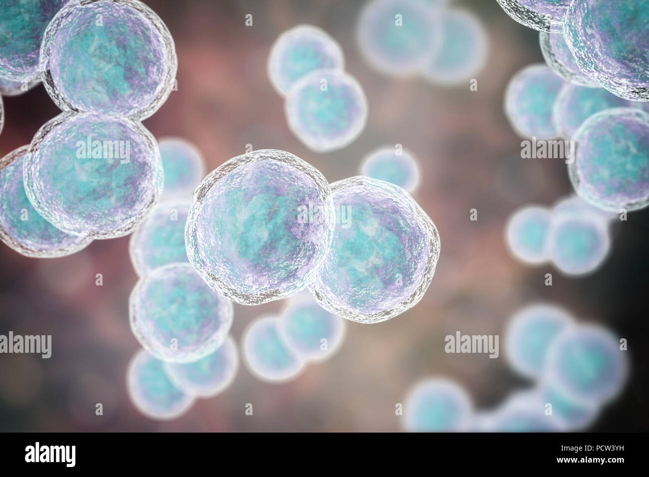 Moraxella (branhamella) catarrhalis Bakterien, computer Abbildung. Diese sind aerobe, Gram-negative Kokken (kugelförmige Bakterien), die häufig in den Schleimhäuten der Atemwege der Säugetiere einschließlich des Menschen gefunden werden. Bei immunsupprimierten Personen, oder opportunistisch, können Infektionen der Atemwege verursachen. Diese umfassen Sinusitis, eine Entzündung der Nasennebenhöhlen Membranen. Dies kann auch zu Otitis media führen, eine Infektion des Mittelohrs. Die Behandlung mit Antibiotika. Stockfoto