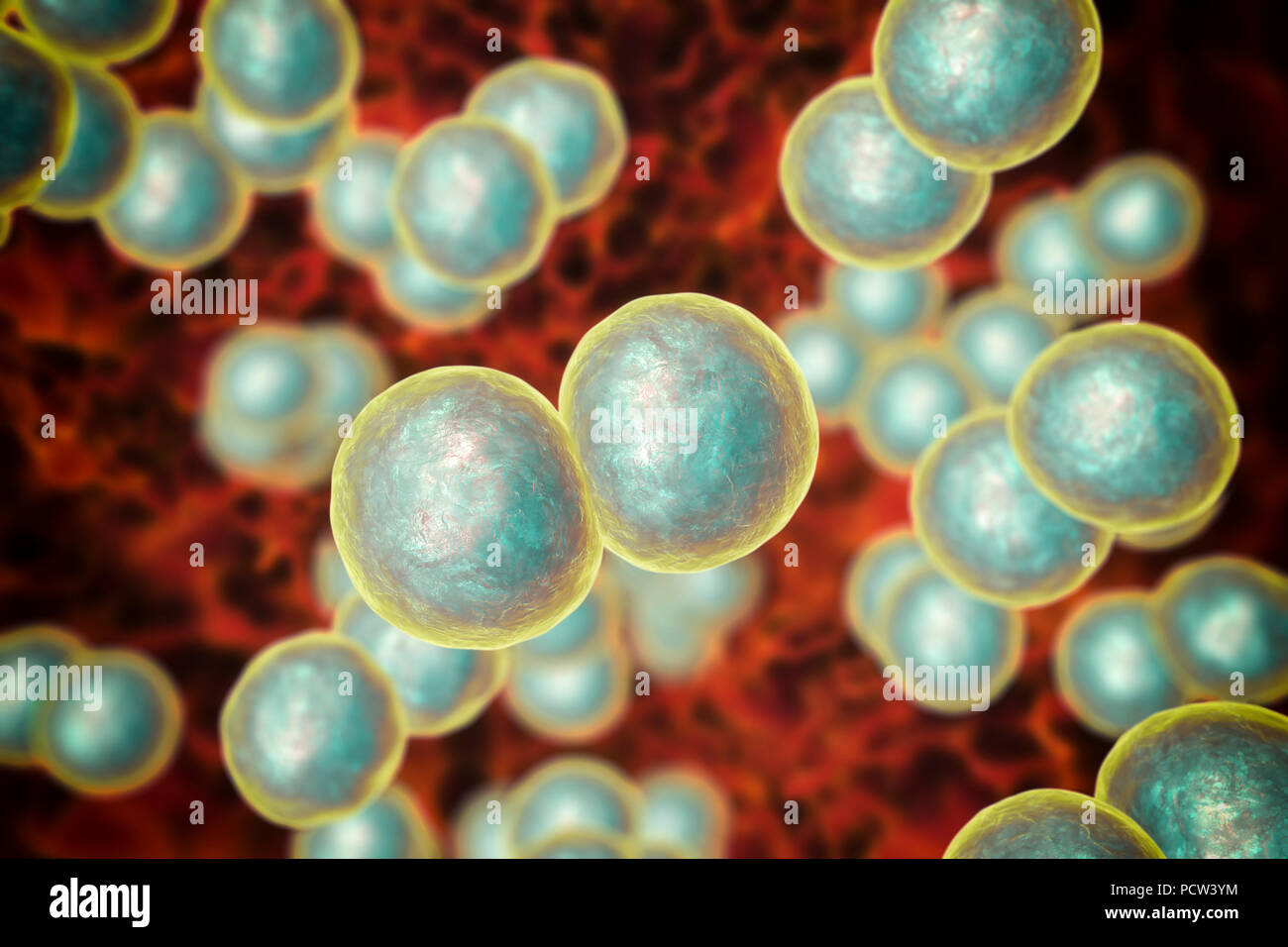 Moraxella (branhamella) catarrhalis Bakterien, computer Abbildung. Diese sind aerobe, Gram-negative Kokken (kugelförmige Bakterien), die häufig in den Schleimhäuten der Atemwege der Säugetiere einschließlich des Menschen gefunden werden. Bei immunsupprimierten Personen, oder opportunistisch, können Infektionen der Atemwege verursachen. Diese umfassen Sinusitis, eine Entzündung der Nasennebenhöhlen Membranen. Dies kann auch zu Otitis media führen, eine Infektion des Mittelohrs. Die Behandlung mit Antibiotika. Stockfoto
