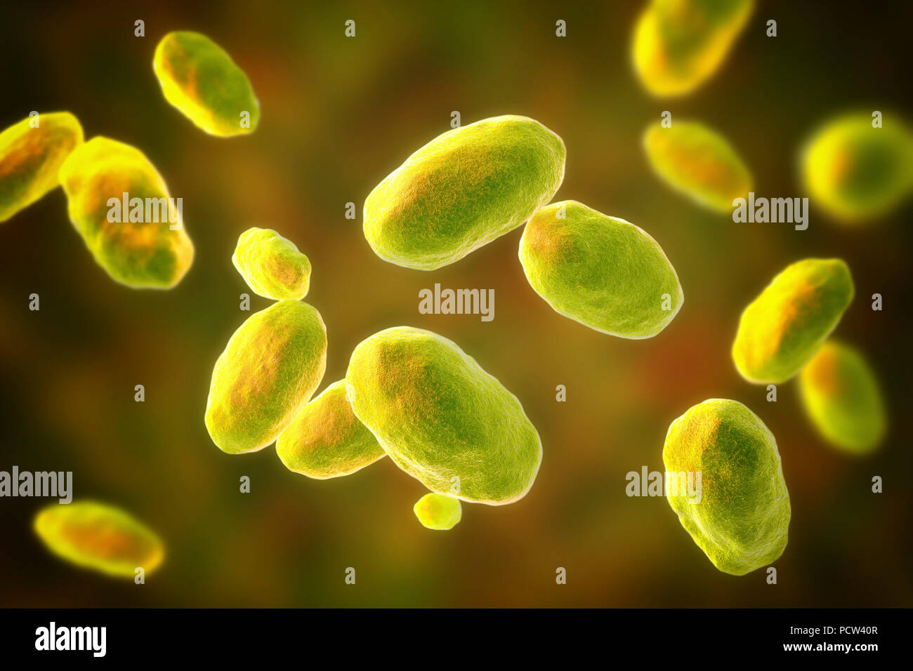 Yersinia Fotos und Bildmaterial in hoher Auflösung Alamy