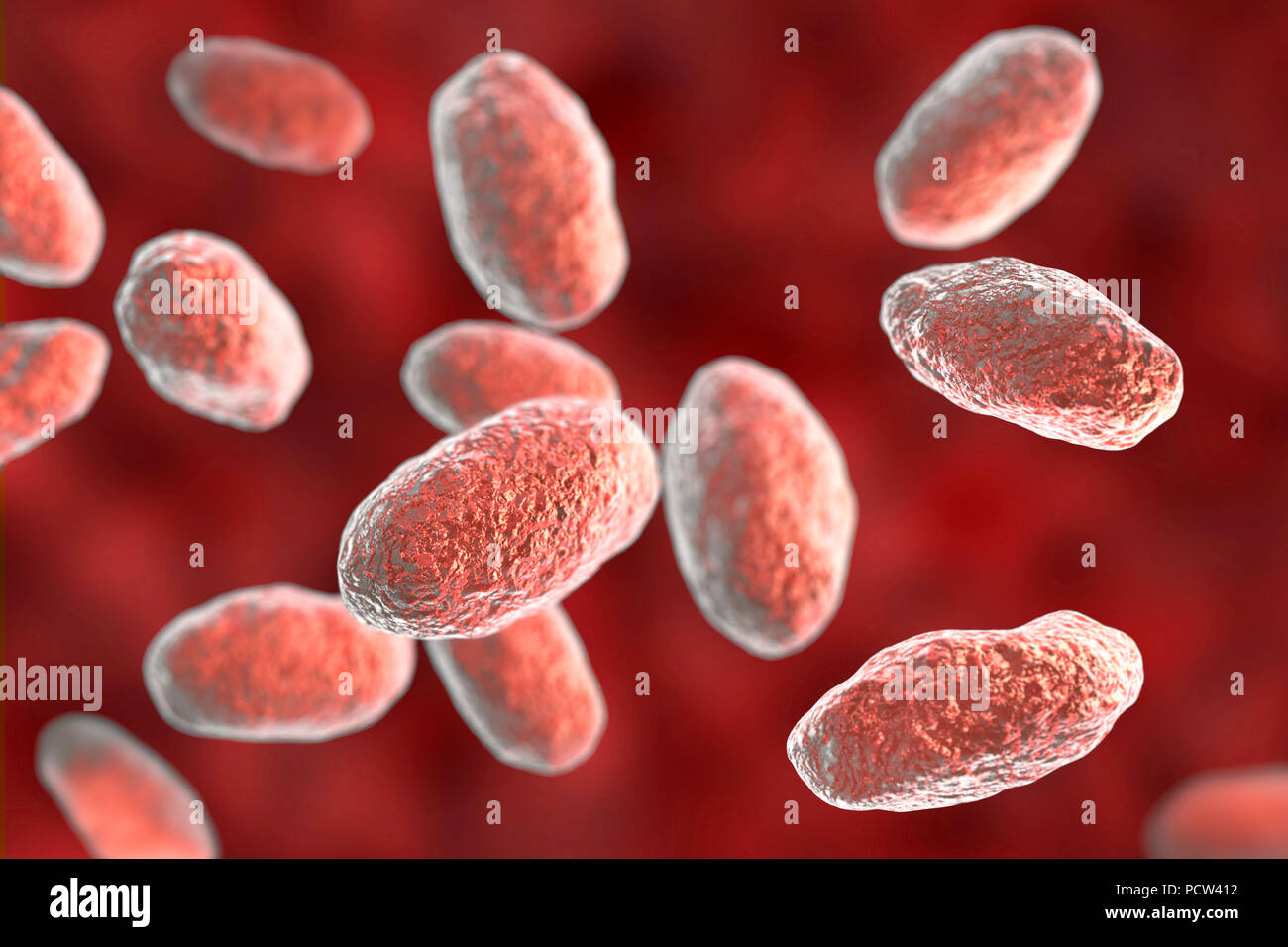 Yersinia Pseudotuberculosis Stockfotos und bilder Kaufen Alamy