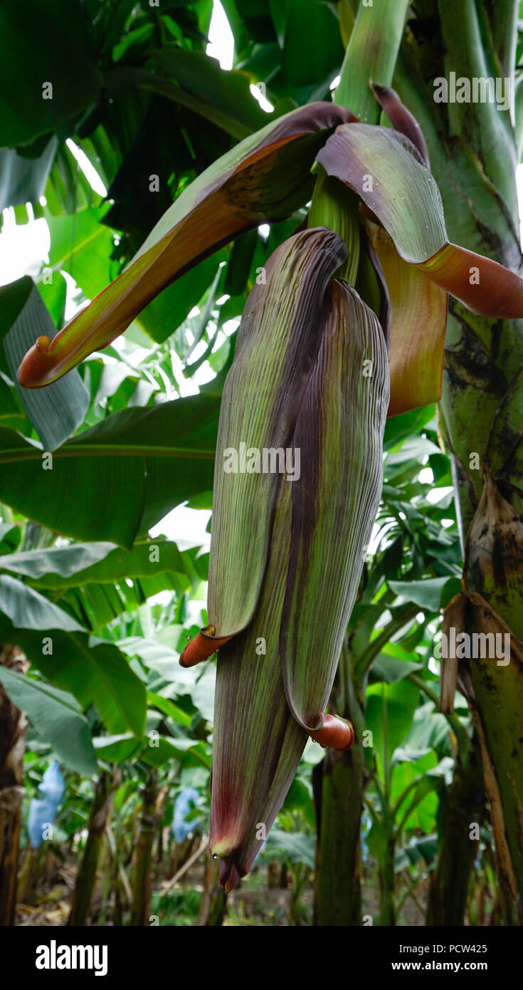 Banane Feld bündeln und Blumen Stockfoto