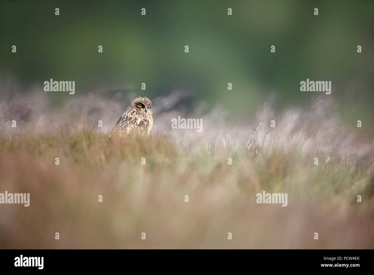 Junge lange eared owl im Gras Stockfoto