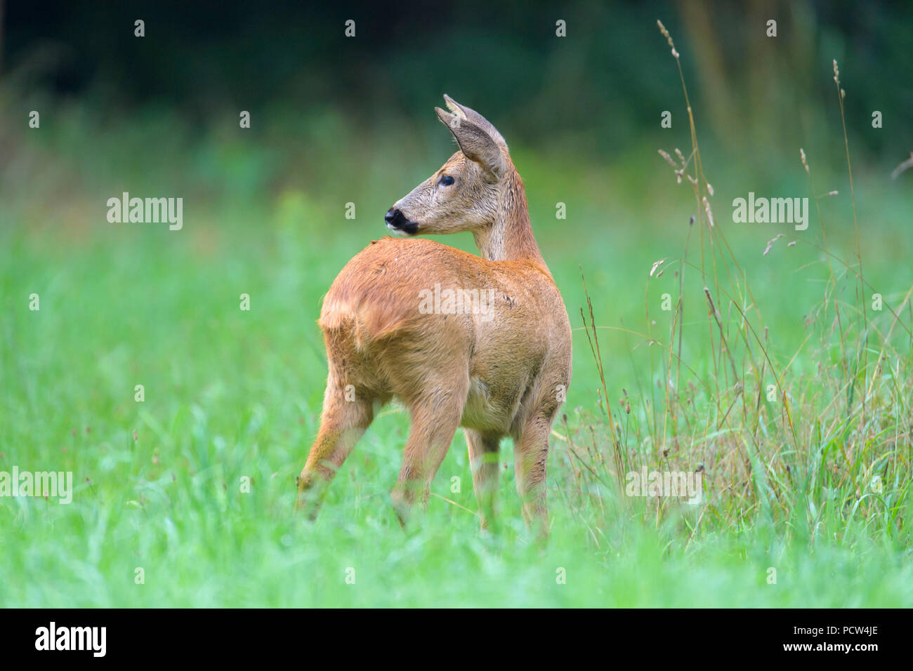 Rehe Capreolus Capreolus Frühling Deutschland Europa - 