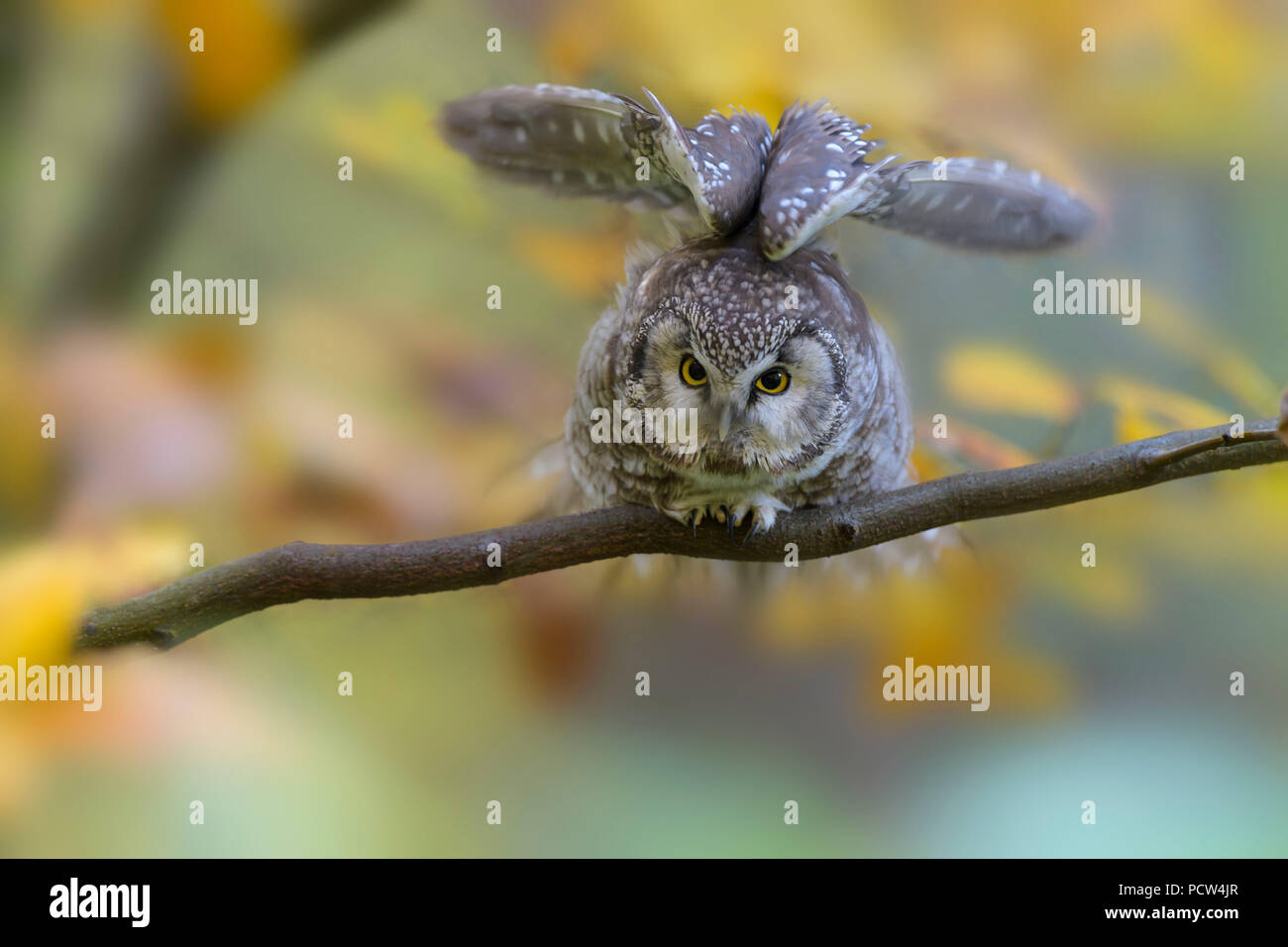 Tengmalm's Owl, Aegolius funereus, Herbst, Deutschland Stockfoto