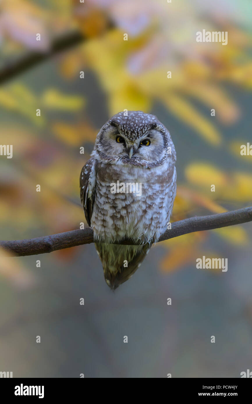 Tengmalm's Owl, Aegolius funereus, Herbst, Deutschland Stockfoto