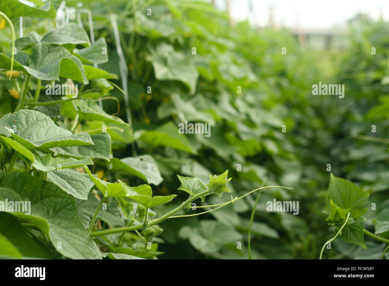 Gurken Pflanzen in Feld Stockfoto