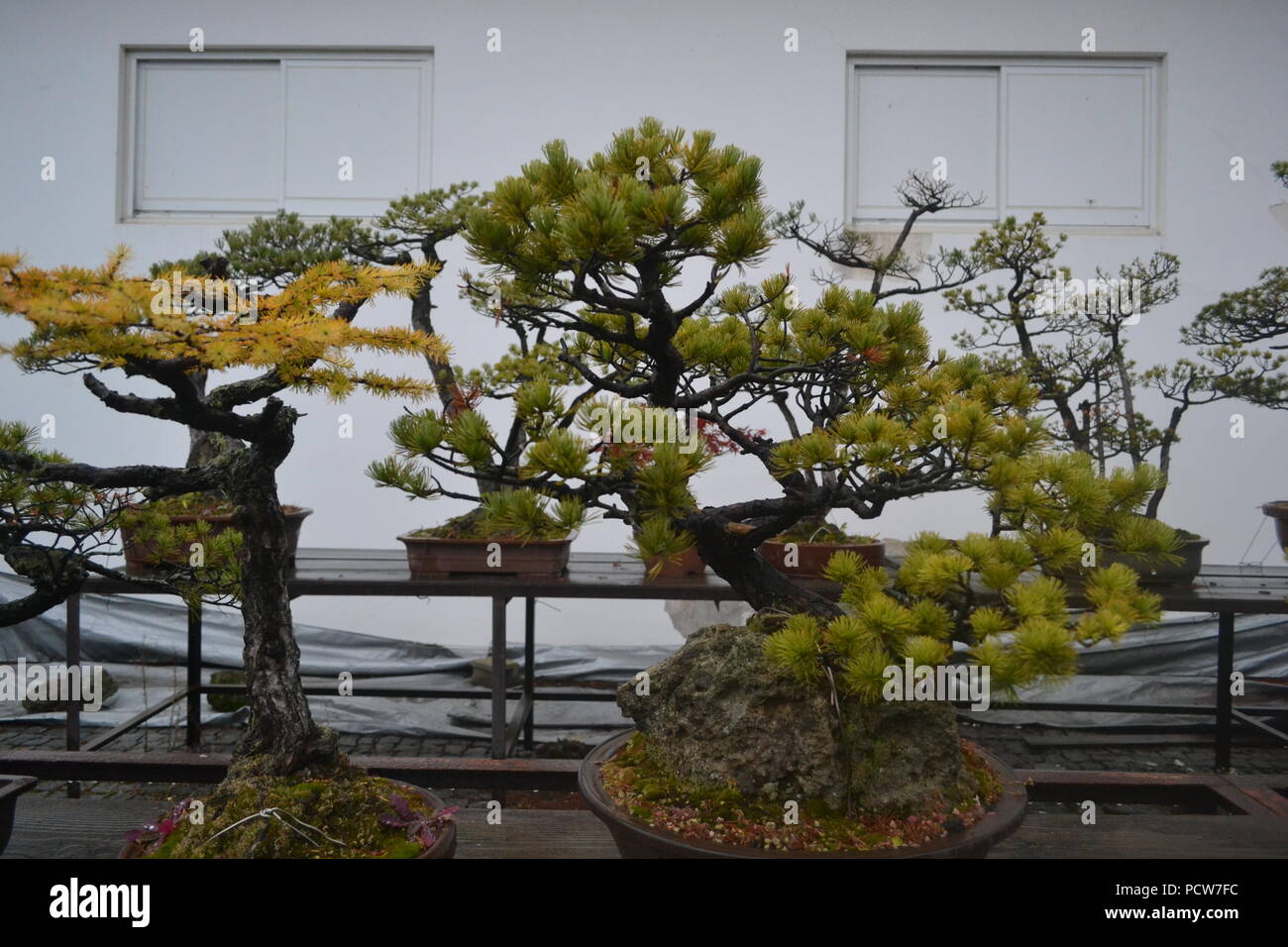 Bonsai Bäume auf dem Display in Japan Stockfoto