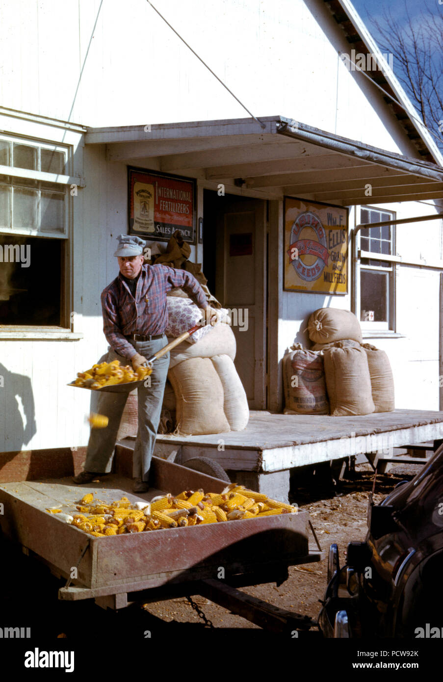 Mann schaufeln Ohren von getrockneten Mais von Wagen durch die Store Fenster Ca. 1942 oder 1943 Stockfoto