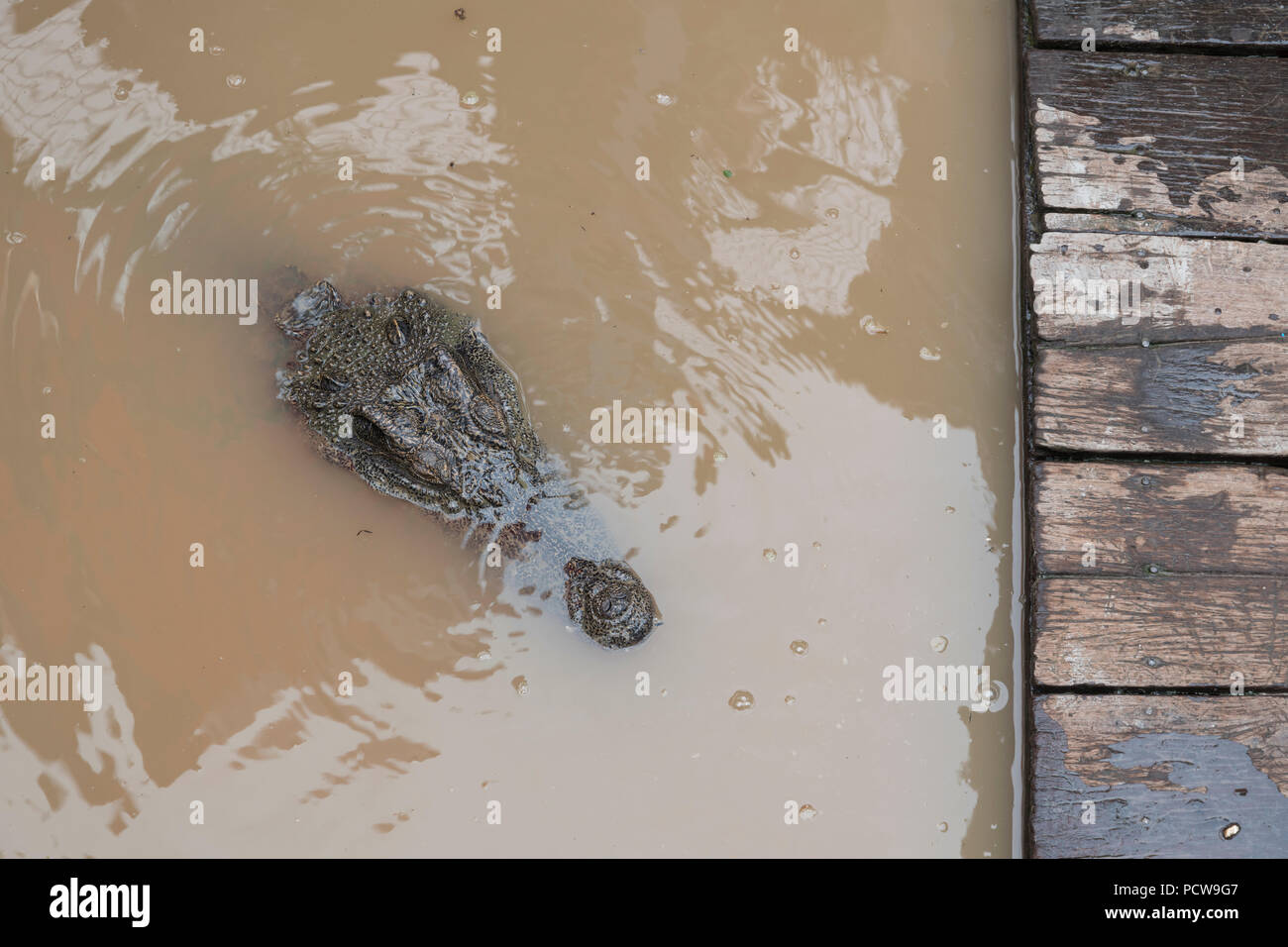 Krokodil auf der Krokodil Farm in einem schwimmenden Dorf am Tonle SAP Lake in der Provinz Siem Reap, Kambodscha, eine Hauptattraktion in Chong Kneas Stockfoto