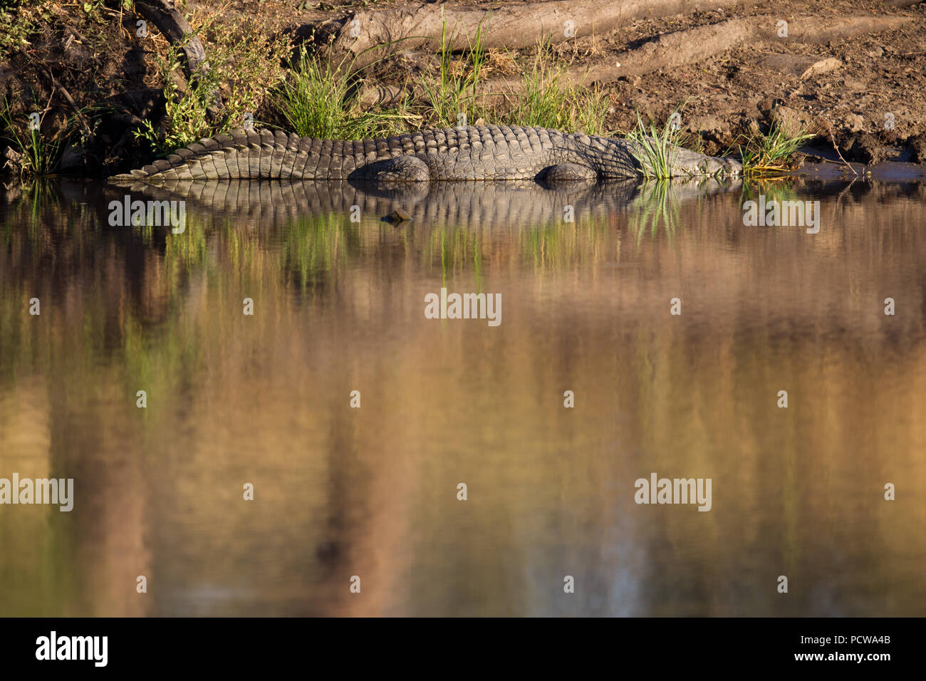 Krokodil auf den Banken von einem Pool in einem Fluss im Krüger Nationalpark, Limpopo Provinz, Südafrika Stockfoto
