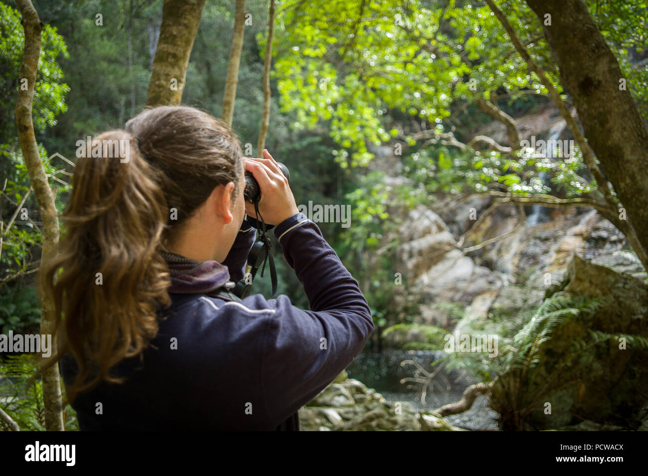 Frau Suchen durch ein Fernglas an einem Wasserfall im Wald, Tsitsikamma Wanderweg, Tsitsikamma Berge, Provinz Eastern Cape, Südafrika Stockfoto