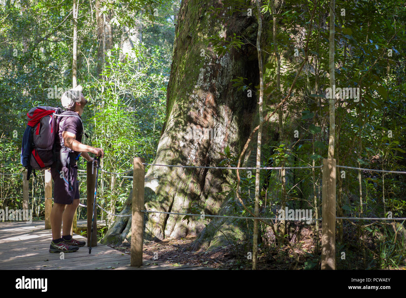 Der große Baum ist eine berühmte antike Outeniqua yellowwood, Podocarpus falcatus, in der Garden Route von Südafrika in der Nähe des Tsitsikamma Wanderweg. Stockfoto