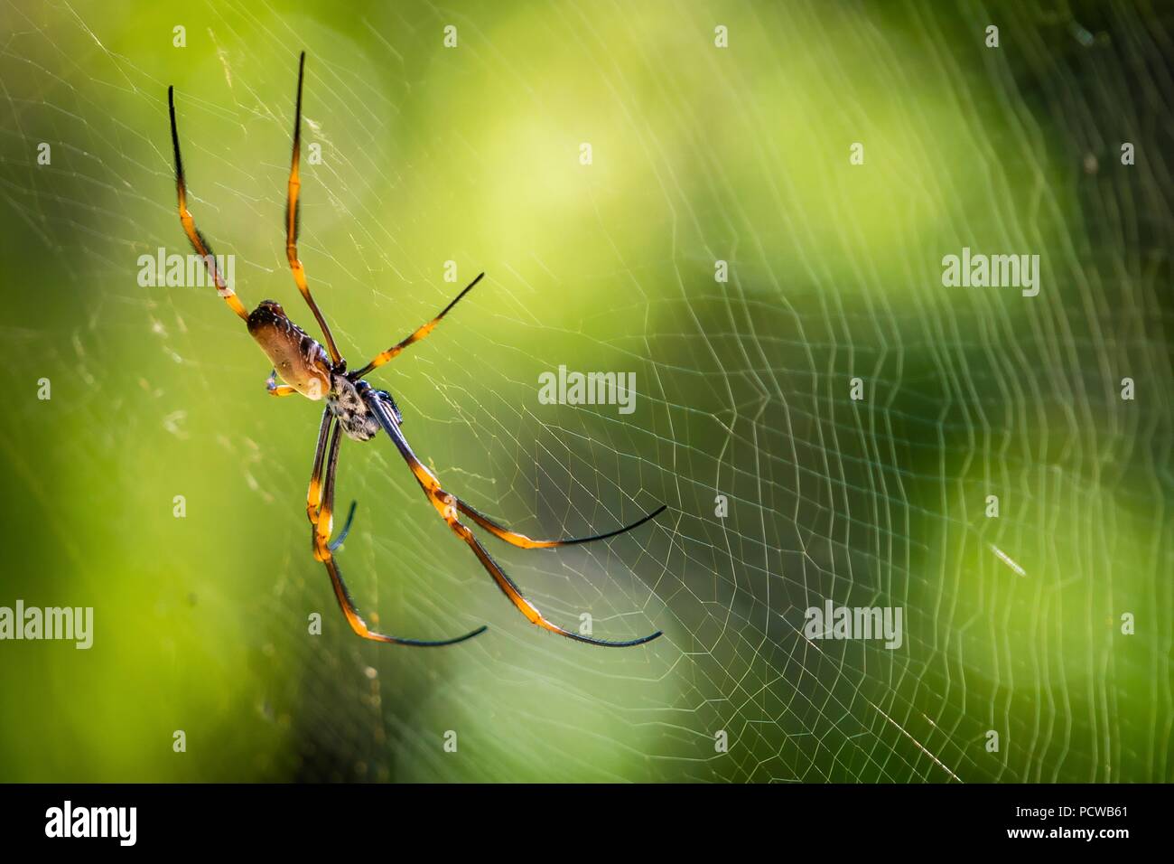 Golden orb Web spider Nephila plumipes aka tiger Spinne in Australien Stockfoto