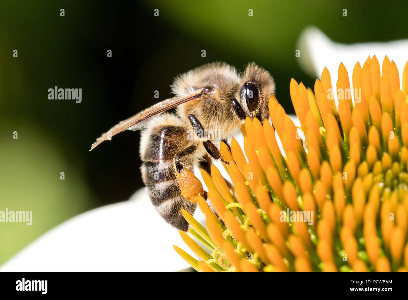 Die westliche Honigbiene (Apis mellifera) auf Echinacea Stockfoto