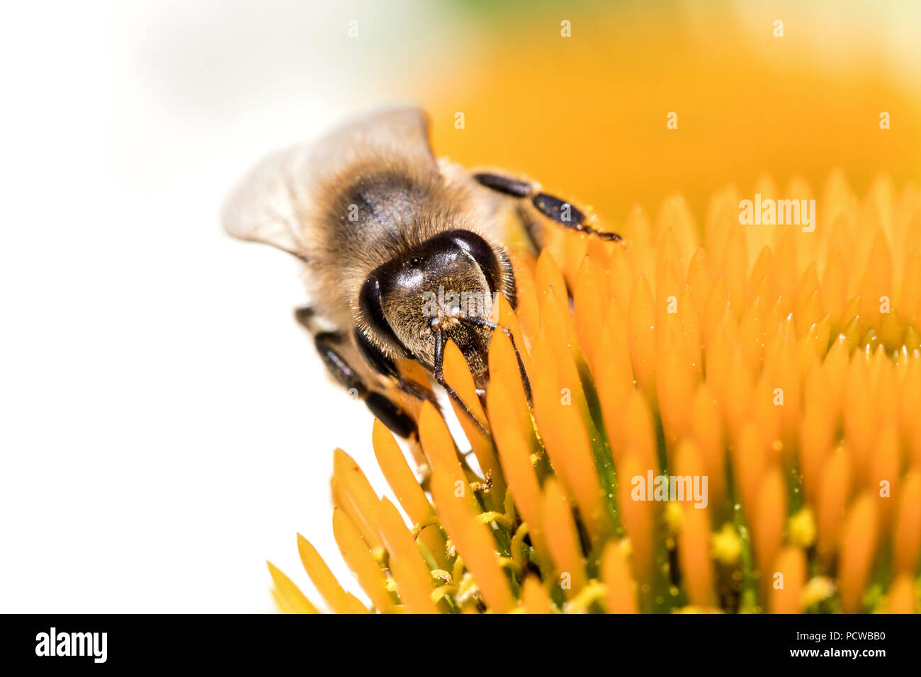 Die westliche Honigbiene (Apis mellifera) auf Echinacea Stockfoto